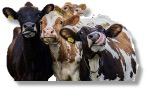 Cows Cuddling